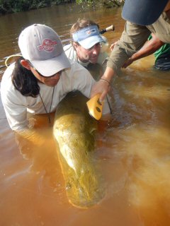 blog-Nov-5-2014-4-dr-lesley-de-souza-researching-arapaima