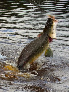 blog-Nov-5-2014-6-arapaima-in-guyana