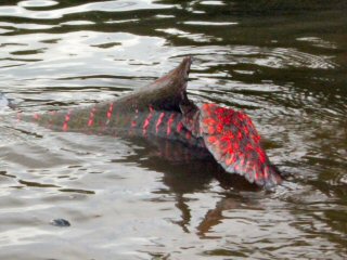 blog-Nov-6-2014-3-arapaima-rolling