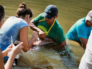 blog-Nov-7-2014-12-dr-lesley-de-souza-researching-arapaima