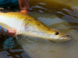 blog-Nov-7-2014-13-arapaima-fishing-in-guyana