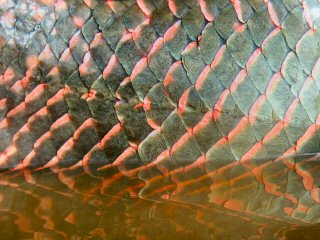 blog-Nov-8-2014-13-arapaima-scales