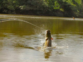 blog-Nov-8-2014-14-arapaima-on-the-fly