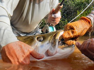 blog-Nov-8-2014-15-flyfishing-for-arapaima
