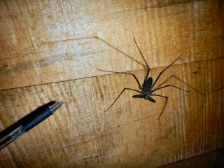 blog-Nov-8-2014-16-whip-spider