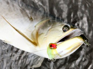 blog-Nov-8-2014-17-flyfishing-for-arowana