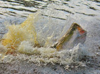 blog-Nov-8-2014-2-flyfishing-in-guyana