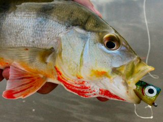 blog-Nov-8-2014-7-peacock-bass