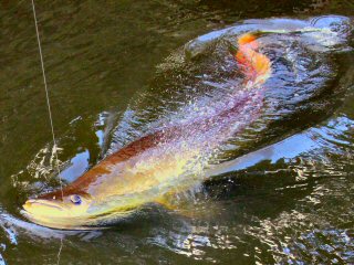 blog-Nov-8-2014-9-fishing-for-arapaima