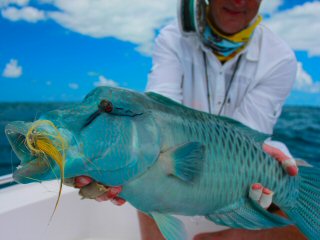 blog-Dec-11-2014-15-napoleon-wrasse