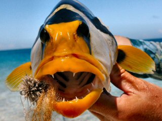 blog-Dec-11-2014-8-saddleback-grouper