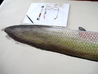 blog-Dec-29-2014-5-arapaima-artowrk