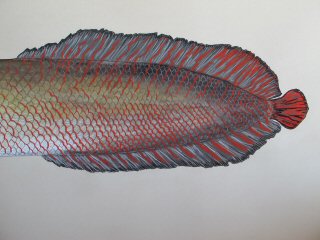 blog-Dec-29-2014-6-arapaima-art-by-jeff-currier