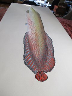 blog-Dec-29-2014-7-jeff-currier-arapaima-artwork