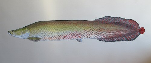 blog-Dec-29-2014-8-jeffcurrier-arapaima-artwork