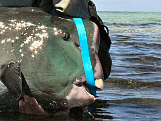 blog-Dec-5-2014-11b-bumphead-parrotfish