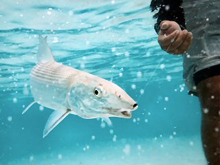 blog-Dec-5-2014-14-jim-klug-photo-seychelles-bonefish