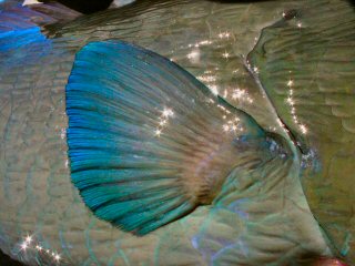 blog-Dec-5-2014-5-flyfishing-for-bumpheads