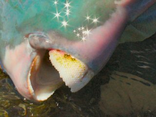 blog-Dec-5-2014-6-bump-head-parrotfish