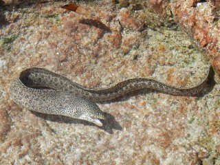 blog-Dec-6-2014-7-moray-eel