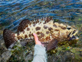 blog-Dec-6-2014-9-malabar-rockfish