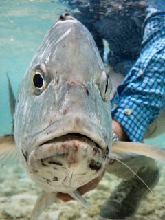 blog-Dec-7-2014-12-seychelles-giant-trevally-fishing