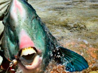 blog-Dec-8-2014-14-hump-head-parrotfish