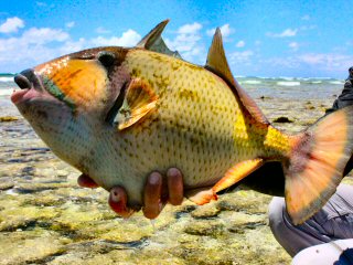 blog-Dec-8-2014-8-giant-triggerfish-in-the-seychelles