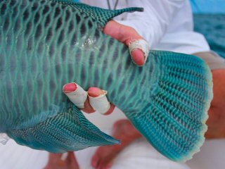 blog-Dec-9-2014-11-napoleon-wrasse