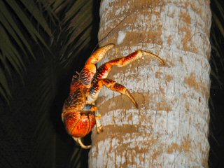 blog-Dec-9-2014-22-coconut-crab