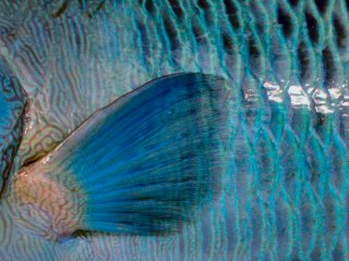 blog-Dec-9-2014-3-flyfishing-for-napoleon-wrasse