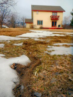 blog-March-11-2015-2-meadow-vole-damage