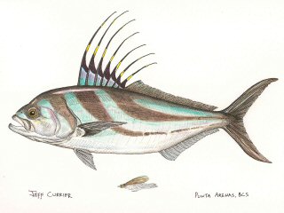 blog-March-18-2015-2-jeffcurrier-roosterfish-art