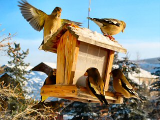 blog-March-4-2015-4-evening-grosbeaks