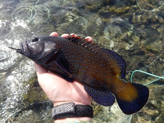 blog-April-7-2015-4-peacock-grouper