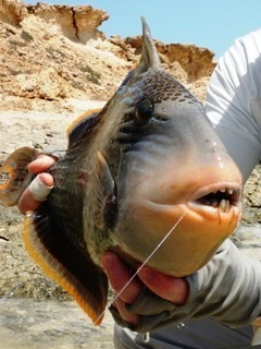 blog-April-7-2015-6-flyfishing-for-triggerfish