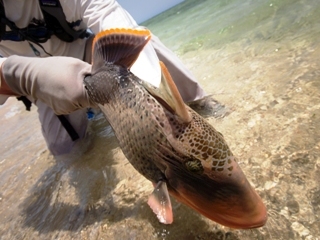 blog-April-8-2015-4-yellowmargin-triggerfish