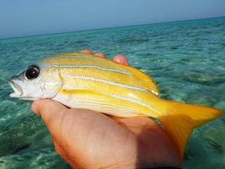 blog-April-9-2015-7-blue-stripe-snapper-sudan