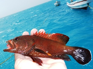 blog-April-11-2015-5-halfspotted-grouper