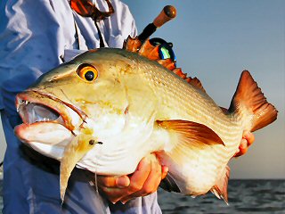 blog-April-13-2015-17-flyfishing-for-snapper