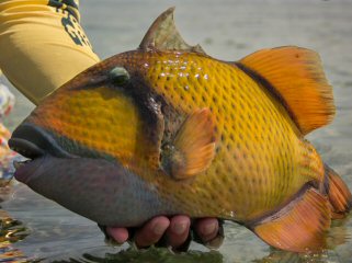 blog-April-13-2015-6-mustache-triggerfish