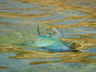 blog-April-13-2015-8-bluefin-trevally-sudan