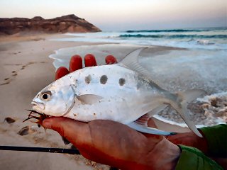 blog-April-16-2015-6-five-spot-pompano