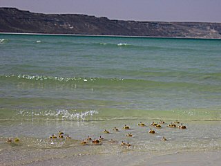 blog-April-17-2015-10-ghost-crabs-in-oman