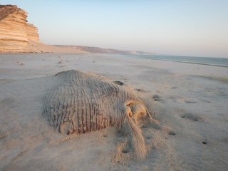 blog-April-17-2015-13-dead-whale-on-beach