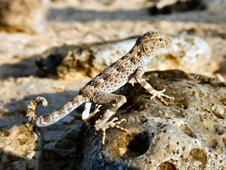 blog-April-17-2015-2-lizard-in-oman