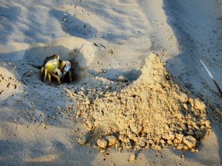 blog-April-18-2015-2-ghost-crab