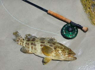 blog-April-18-2015-6-potato-grouper