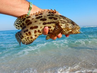 blog-April-19-2015-9-flyfishing-for-grouper