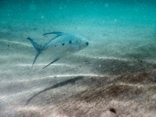 blog-April-23-2015-4-largespot-pompano